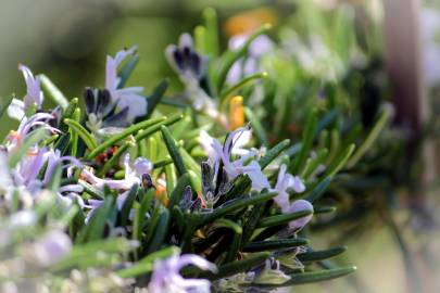 Fotografia da espécie Rosmarinus officinalis var. officinalis