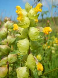 Fotografia da espécie Rhinanthus minor