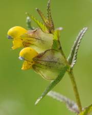 Fotografia da espécie Rhinanthus minor