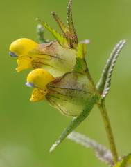 Rhinanthus minor