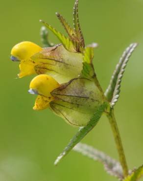 Fotografia 1 da espécie Rhinanthus minor no Jardim Botânico UTAD