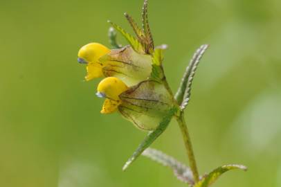 Fotografia da espécie Rhinanthus minor