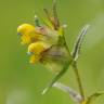 Fotografia 1 da espécie Rhinanthus minor do Jardim Botânico UTAD