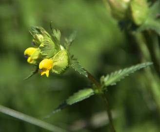 Fotografia da espécie Rhinanthus minor