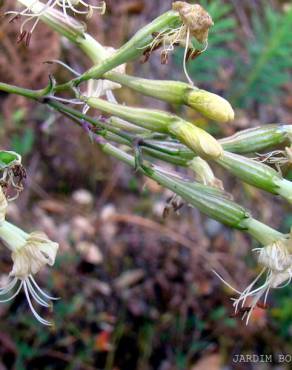 Fotografia 4 da espécie Silene nutans subesp. nutans no Jardim Botânico UTAD