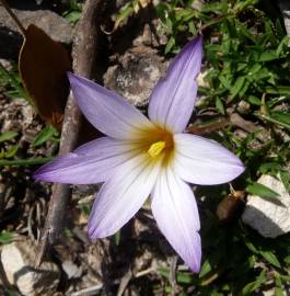 Fotografia da espécie Romulea bulbocodium var. bulbocodium