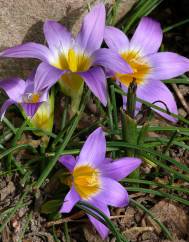 Romulea bulbocodium var. bulbocodium