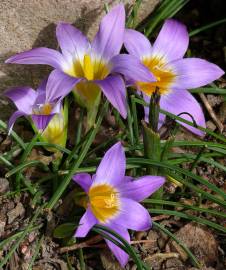 Fotografia da espécie Romulea bulbocodium var. bulbocodium