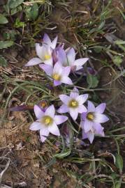 Fotografia da espécie Romulea bulbocodium var. bulbocodium