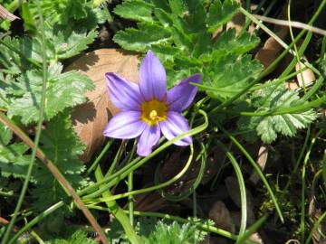 Fotografia da espécie Romulea bulbocodium var. bulbocodium