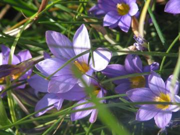 Fotografia da espécie Romulea bulbocodium var. bulbocodium