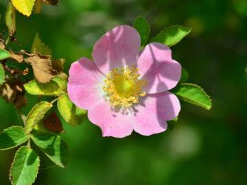 Fotografia da espécie Rosa pouzinii