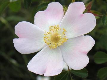 Fotografia da espécie Rosa pouzinii