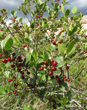 Fotografia 5 da espécie Rhamnus alaternus no Jardim Botânico UTAD