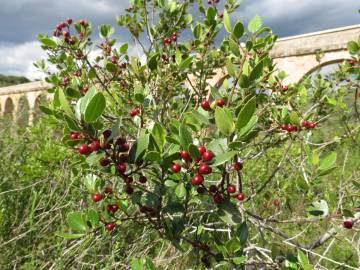 Fotografia da espécie Rhamnus alaternus