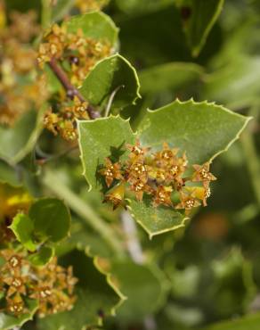 Fotografia 6 da espécie Rhamnus alaternus no Jardim Botânico UTAD