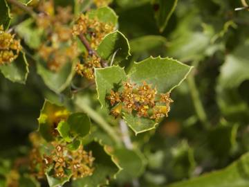 Fotografia da espécie Rhamnus alaternus