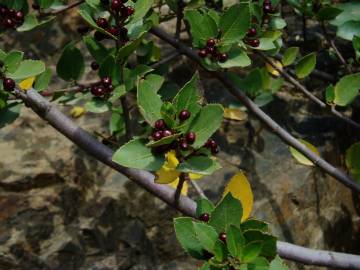 Fotografia da espécie Rhamnus alaternus