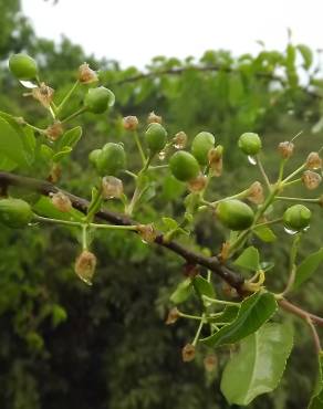 Fotografia 8 da espécie Rhamnus alaternus no Jardim Botânico UTAD