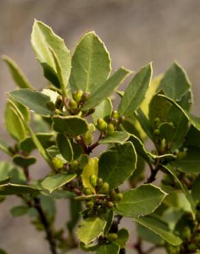 Fotografia 9 da espécie Rhamnus alaternus no Jardim Botânico UTAD