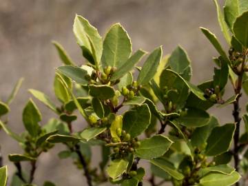 Fotografia da espécie Rhamnus alaternus