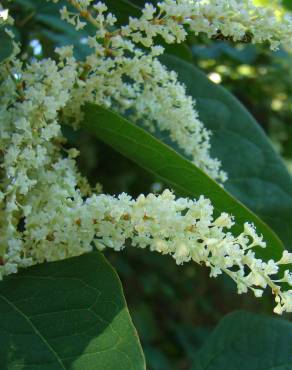 Fotografia 6 da espécie Reynoutria japonica no Jardim Botânico UTAD