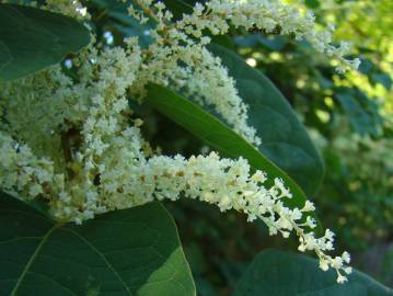 Fotografia da espécie Reynoutria japonica