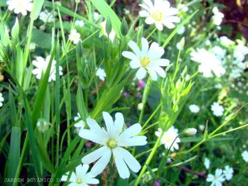 Fotografia da espécie Stellaria graminea