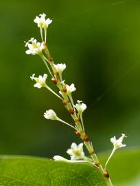 Fotografia da espécie Reynoutria japonica