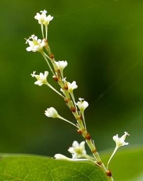 Fotografia 7 da espécie Reynoutria japonica no Jardim Botânico UTAD