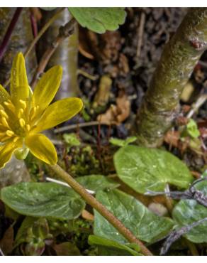 Fotografia 5 da espécie Ranunculus ficaria subesp. ficaria no Jardim Botânico UTAD