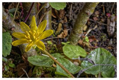 Fotografia da espécie Ranunculus ficaria subesp. ficaria