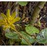 Fotografia 5 da espécie Ranunculus ficaria subesp. ficaria do Jardim Botânico UTAD