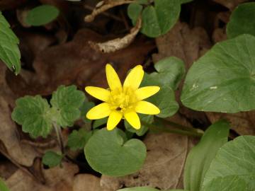 Fotografia da espécie Ranunculus ficaria subesp. ficaria