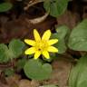 Fotografia 6 da espécie Ranunculus ficaria subesp. ficaria do Jardim Botânico UTAD