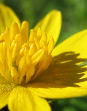 Fotografia 1 da espécie Ranunculus ficaria subesp. ficaria no Jardim Botânico UTAD