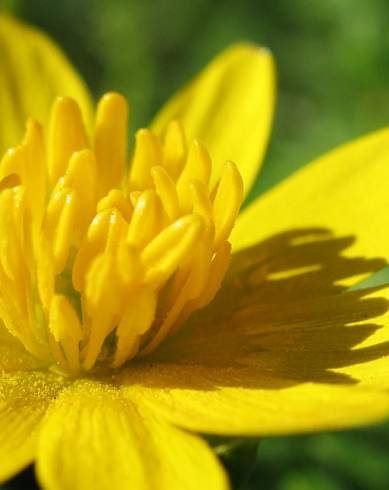 Fotografia de capa Ranunculus ficaria subesp. ficaria - do Jardim Botânico