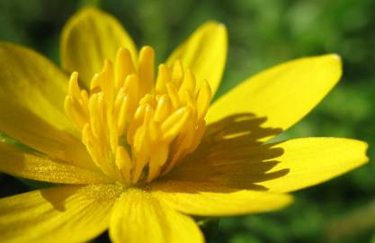 Fotografia da espécie Ranunculus ficaria subesp. ficaria