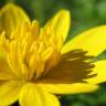 Fotografia 1 da espécie Ranunculus ficaria subesp. ficaria do Jardim Botânico UTAD