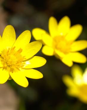 Fotografia 7 da espécie Ranunculus ficaria subesp. ficaria no Jardim Botânico UTAD