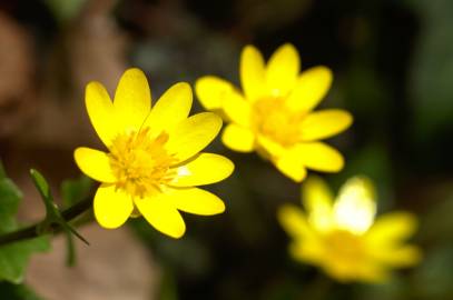 Fotografia da espécie Ranunculus ficaria subesp. ficaria