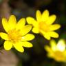 Fotografia 7 da espécie Ranunculus ficaria subesp. ficaria do Jardim Botânico UTAD