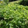 Fotografia 4 da espécie Ranunculus repens do Jardim Botânico UTAD