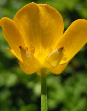 Fotografia 5 da espécie Ranunculus repens no Jardim Botânico UTAD