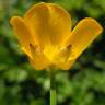 Fotografia 5 da espécie Ranunculus repens do Jardim Botânico UTAD