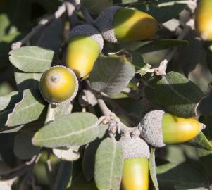 Fotografia da espécie Quercus rotundifolia