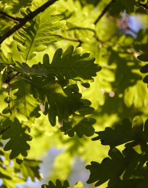 Fotografia 6 da espécie Quercus robur no Jardim Botânico UTAD
