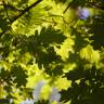 Fotografia 6 da espécie Quercus robur do Jardim Botânico UTAD