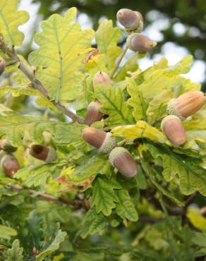 Fotografia 7 da espécie Quercus robur no Jardim Botânico UTAD