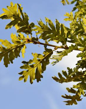 Fotografia 8 da espécie Quercus pyrenaica no Jardim Botânico UTAD